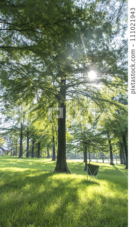 陽光透過樹林灑滿的公園 111021943