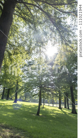陽光透過樹林灑滿的公園 111021944