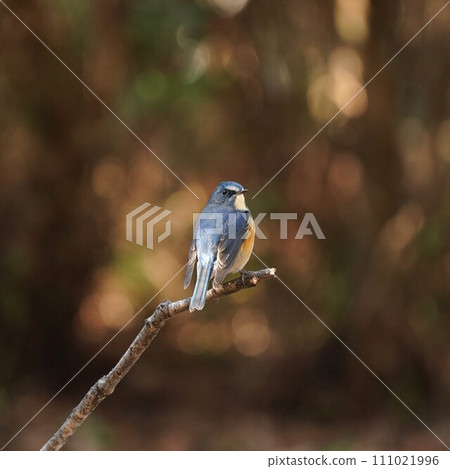 Male of Ruribitaki Male of Ruribitaki 111021996
