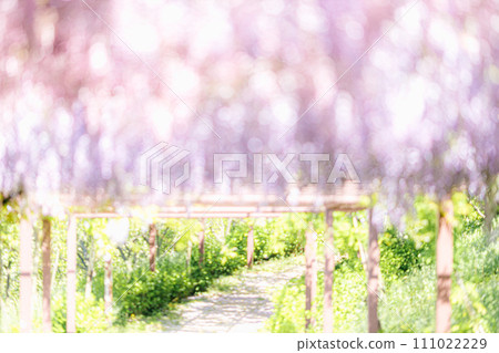 A soft and mysterious wisteria trellis that looks like a watercolor painting A soft and mysterious wisteria trellis that looks like a watercolor painting 111022229