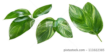 Green tropical plant leaf isolated on white background 111022385