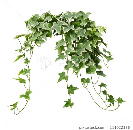 Hanging vine plant green ivy leaves isolated on white background. Hanging vine plant green ivy leaves isolated on white background. 111022386