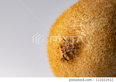 獼猴桃特寫鏡頭 獼猴桃特寫鏡頭 111022412