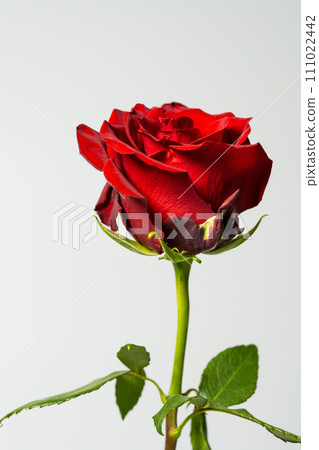 簡單的白色背景玫瑰 111022442