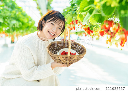 一個女人在摘草莓 一個女人在摘草莓 一個女人在摘草莓 一個女人在摘草莓 111022537