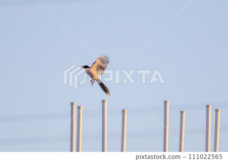 Beautiful flying longtail (Corvidae) in Kawasaki City, Kanagawa Prefecture, Japan. Photographed on October 18, 2023. Be 111022565