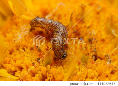 幼蟲以亮黃色金盞花花粉為食(自然光、閃光燈、微距鏡頭特寫) 幼蟲以亮黃色金盞花花粉為食(自然光、閃光燈、微距鏡頭特寫) 111022617