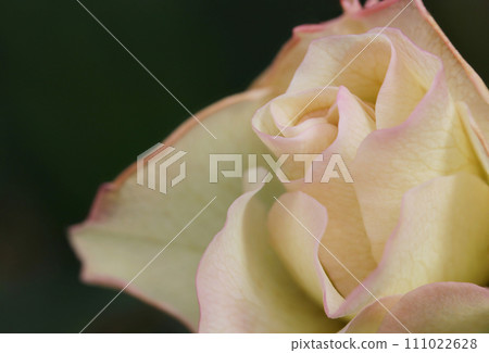 淡粉紅色邊框的象牙玫瑰花(自然光+閃光燈、微距特寫攝影) 淡粉紅色邊框的象牙玫瑰花(自然光+閃光燈、微距特寫攝影) 111022628