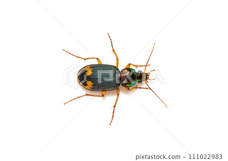 Ground beetle (Chlaenius sp) on white background 111022983
