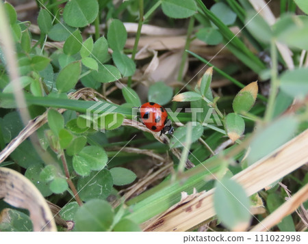 Nanafoshi ladybird perched on a leaf on the ground 111022998