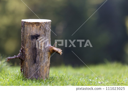 Close-up shot, isolated tree stump outdoors on grassy sunny summer forest clearing on dark green wood foliage blurred background. Environment protection and ecological problems concept. Close-up shot, isolated tree stump outdoors on grassy sunny summer forest clearing on dark green wood foliage blurred background. Environment protection and ecological problems concept. 111023025