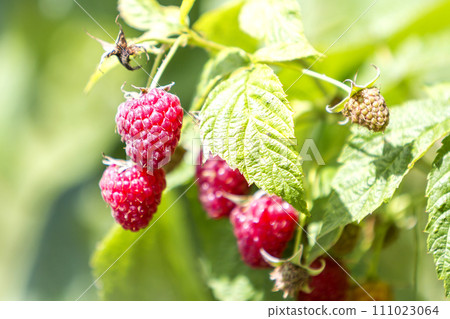 Close-up of isolated lit by summer sun growing branch of beautiful ripe red juicy raspberries with fresh green leaves on bright light blurred copy-space background. Agriculture, farming, healthy food. Close-up of isolated lit by summer sun growing branch of beautiful ripe red juicy raspberries with fresh green leaves on bright light blurred copy-space background. Agriculture, farming, healthy food. 111023064