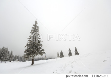 Black and white winter mountain New Year Christmas landscape. Isolated alone tall fir-tree covered with frost in deep clear snow on copy space background of white sky and black forest on horizon. Black and white winter mountain New Year Christmas landscape. Isolated alone tall fir-tree covered with frost in deep clear snow on copy space background of white sky and black forest on horizon. 111023065