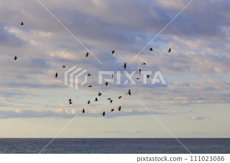 A flock of green pigeons (Pigeon family) fly to the beach to inoculate themselves with seawater minerals. On the Terugasaki coast, Oiso-machi, Naka-gun, Kanagawa Prefecture. A flock of green pigeons (Pigeon family) fly to the beach to inoculate themselves with seawater minerals. On the Terugasaki coast, Oiso-machi, Naka-gun, Kanagawa Prefecture. 111023086