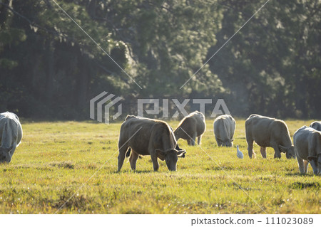 Feeding of cattle on farmland grassland. Milk cows grazing on green farm pasture on warm summer day 111023089