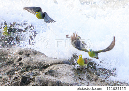 一群綠鴿子（鴿子科）飛到海灘上給自己注射海水礦物質。位於神奈川縣中郡大磯町照崎海岸。 111023135