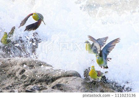 一群綠鴿子（鴿子科）飛到海灘上給自己注射海水礦物質。位於神奈川縣中郡大磯町照崎海岸。 111023136