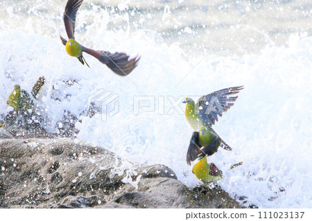 一群綠鴿子（鴿子科）飛到海灘上給自己注射海水礦物質。位於神奈川縣中郡大磯町照崎海岸。 111023137