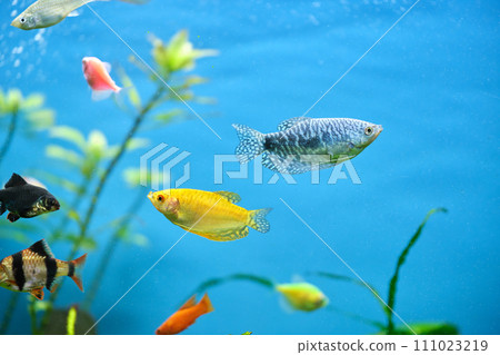 Colorful exotic fish swimming in deep blue water aquarium with green tropical plants 111023219