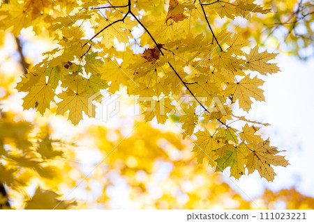 Close up of bright yellow and red maple leaves on fall tree branches with vibrant blurred background in autumn park. 111023221