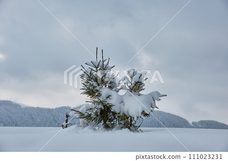Moody winter landscape with small pine tree on covered with fresh fallen snow field in wintry mountains on cold gloomy day. Moody winter landscape with small pine tree on covered with fresh fallen snow field in wintry mountains on cold gloomy day. 111023231