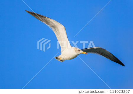日出時美麗的黑尾黑尾鷗（海鷗家族）。神奈川縣那珂郡大磯町照崎海灘。拍攝於 2023 年 10 月 21 日 111023297