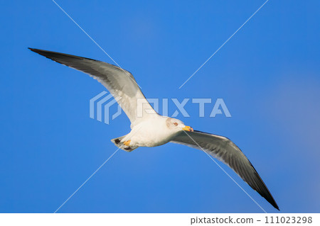A beautiful black-tailed black-tailed gull (gull family) at sunrise. At Terugasaki Beach, Oiso-machi, Naka-gun, Kanagawa Prefecture. Taken on October 21, 2023 A beautiful black-tailed black-tailed gull (gull family) at sunrise. At Terugasaki Beach, Oiso-machi, Naka-gun, Kanagawa Prefecture. Taken on October 21, 2023 111023298