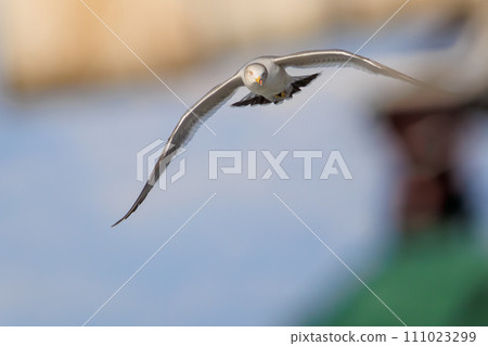 日出時美麗的黑尾黑尾鷗(海鷗家族)。神奈川縣那珂郡大磯町照崎海灘。拍攝於 2023 年 10 月 21 日 日出時美麗的黑尾黑尾鷗(海鷗家族)。神奈川縣那珂郡大磯町照崎海灘。拍攝於 2023 年 10 月 21 日 111023299