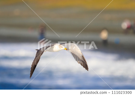 日出時美麗的黑尾黑尾鷗（海鷗家族）。神奈川縣那珂郡大磯町照崎海灘。拍攝於 2023 年 10 月 21 日 111023300