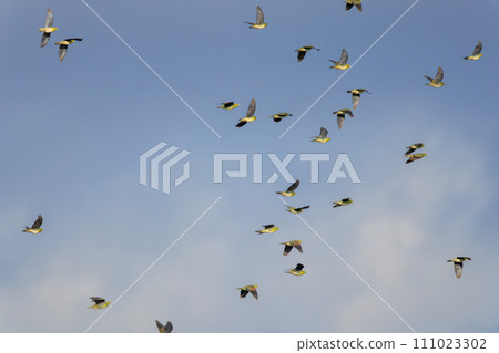 一群綠鴿子（鴿子科）飛到海灘上給自己注射海水礦物質。位於神奈川縣中郡大磯町照崎海岸。 111023302