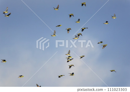 一群綠鴿子（鴿子科）飛到海灘上給自己注射海水礦物質。位於神奈川縣中郡大磯町照崎海岸。 111023303