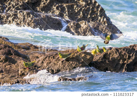 一群綠鴿子（鴿子科）飛到海灘上給自己注射海水礦物質。位於神奈川縣中郡大磯町照崎海岸。 111023317