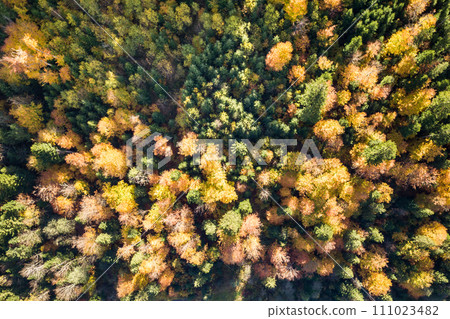 Top down aerial view of green and yellow autumn forest with many fresh trees. 111023482