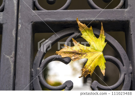 Yellow autumn leaf on a metal forged fence Yellow autumn leaf on a metal forged fence 111023488