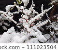 Freezing plum blossoms 111023504