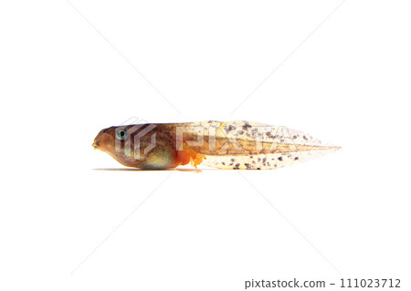 Tadpole tree frog white background Tadpole tree frog white background 111023712