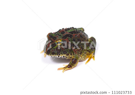 Frog Bertz Nofrog white background Frog Bertz Nofrog white background 111023733