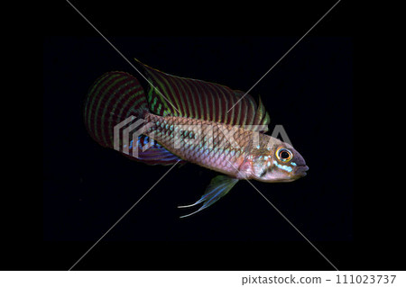Pertensis Apistogramma Pertensis Black Back 111023737
