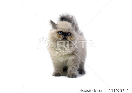 Himalayan white background Himalayan white background 111023743