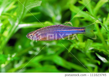珍珠斑馬魚水族館 珍珠斑馬魚水族館 111023745