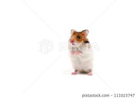 倉鼠金色倉鼠白色背景 倉鼠金色倉鼠白色背景 111023747