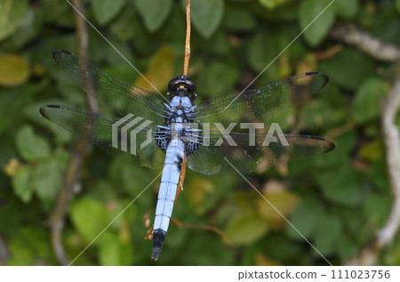 蜻蜓Shiokaratombo 111023756