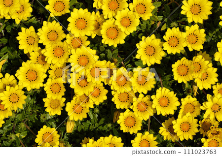 Kunshushugiku Gazania 111023763