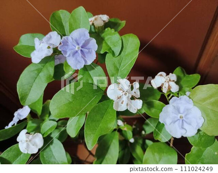 二色花♪甜花香松樹 111024249