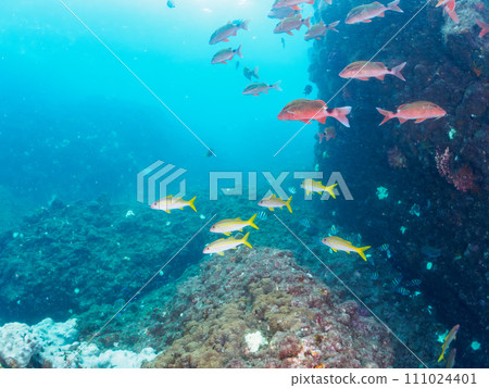 Beautiful flocks of Akahimeji, Horaihimeji (Acanthidae), Oyabiccha (Dameidae), and others on Hirizo Beach. Silence Beautiful flocks of Akahimeji, Horaihimeji (Acanthidae), Oyabiccha (Dameidae), and others on Hirizo Beach. Silence 111024401