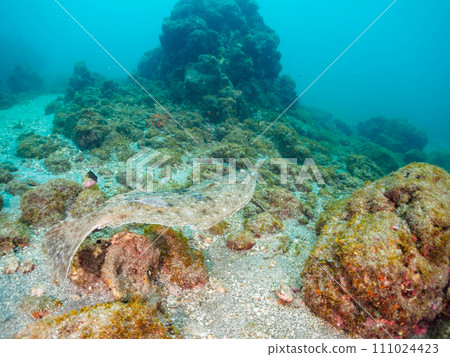 A large and beautiful flounder (Flounder family) at Hirizo Beach. Hirizo crossing by ferry from Nakagi, Minamiizu Town, Kamo District, Izu Peninsula, Shizuoka Prefecture 111024423