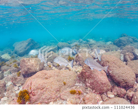 A school of black sea bream (sea bream) on the beautiful shore of Hirizo Beach. By ferry from Nakagi, Minamiizu Town, Kamo District, Izu Peninsula, Shizuoka Prefecture 111024436