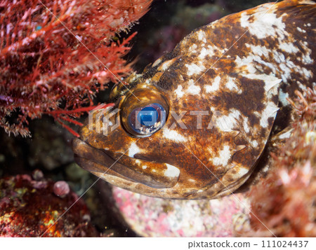 Murasoi (Rockfish family) with beautiful eyes from Hirizo Beach. Hirizo crossing by ferry from Nakagi, Minamiizu Town, Kamo District, Izu Peninsula, Shizuoka Prefecture 111024437