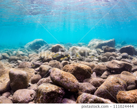 美麗的 Hirizo 海灘海岸上有一群幼魚,如條紋金槍魚(家庭)、Oyabiccha(家庭)和其他幼魚。安靜 美麗的 Hirizo 海灘海岸上有一群幼魚,如條紋金槍魚(家庭)、Oyabiccha(家庭)和其他幼魚。安靜 111024444