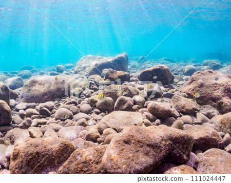 美麗的 Hirizo 海灘海岸上有一群幼魚,如條紋金槍魚(家庭)、Oyabiccha(家庭)和其他幼魚。安靜 美麗的 Hirizo 海灘海岸上有一群幼魚,如條紋金槍魚(家庭)、Oyabiccha(家庭)和其他幼魚。安靜 111024447